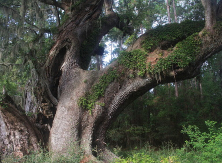 Protecting Cherry Hill’s Trees: Why Saving Trees Matters for Our Community