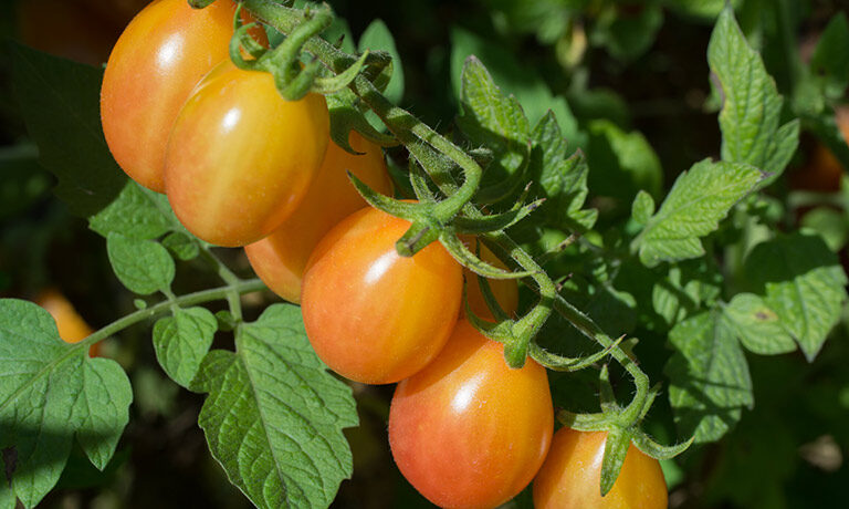 Born in Jersey, Bred for Flavor: Rutgers’ New ‘Scarlet Sunrise’ Tomato Set to Shine