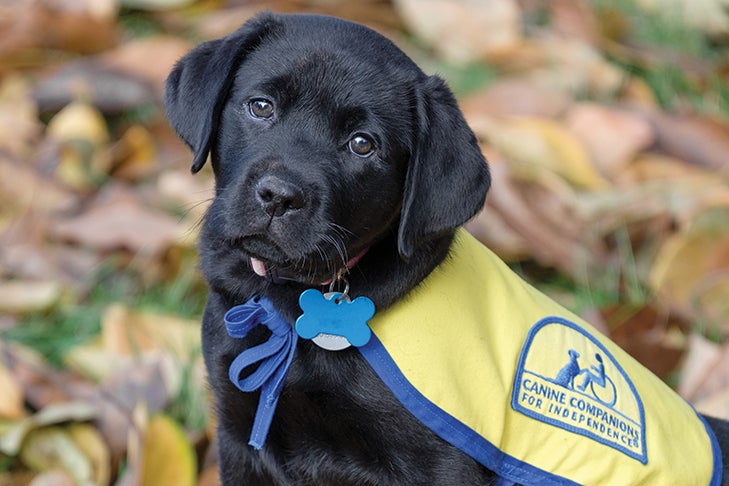 New Jersey Therapy & Life Coaching Launches Major Fundraiser to Support Canine Companions