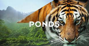 Sunset Music Sets Record with Over 103 Dataset Sales at Pond5 in Collaboration with Shutterstock