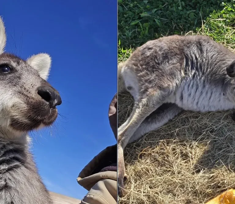 Runaway Wallaby Prompts Gentle Search Effort in Gloucester County