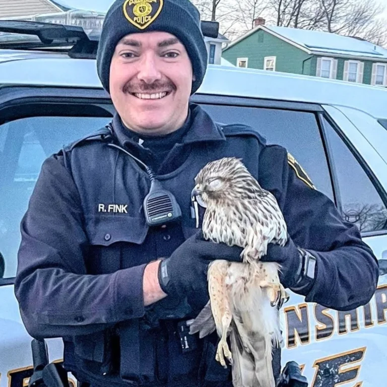 How a Gloucester Township Hawk Captured Hearts and Sparked a New Conversation About Wildlife Rescue in New Jersey