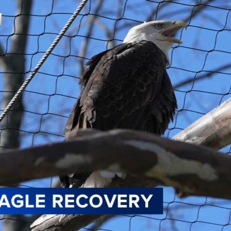 New Jersey’s Bald Eagle Comeback Reaches a Historic New Chapter as Communities Celebrate a Conservation Victory