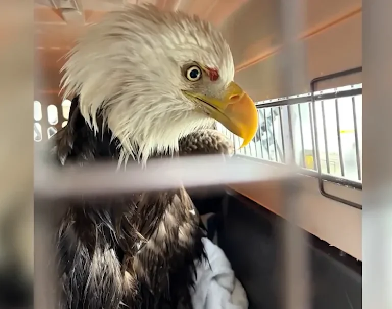 Heroic Hudson River Rescue: Injured Bald Eagle Receives Intensive Care in New Jersey, Highlighting the Garden State’s Leadership in Wildlife Protection