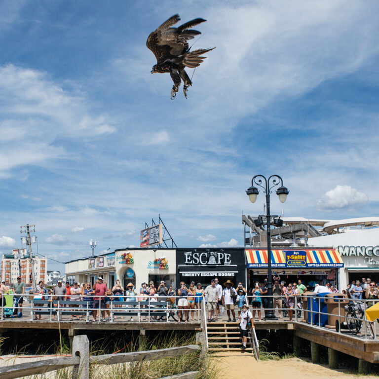 New Jersey Seagulls Are Becoming One of the Shore’s Most Unusual Wildlife Stories — And the State Is Using Science, Falconry, and Humane Deterrence