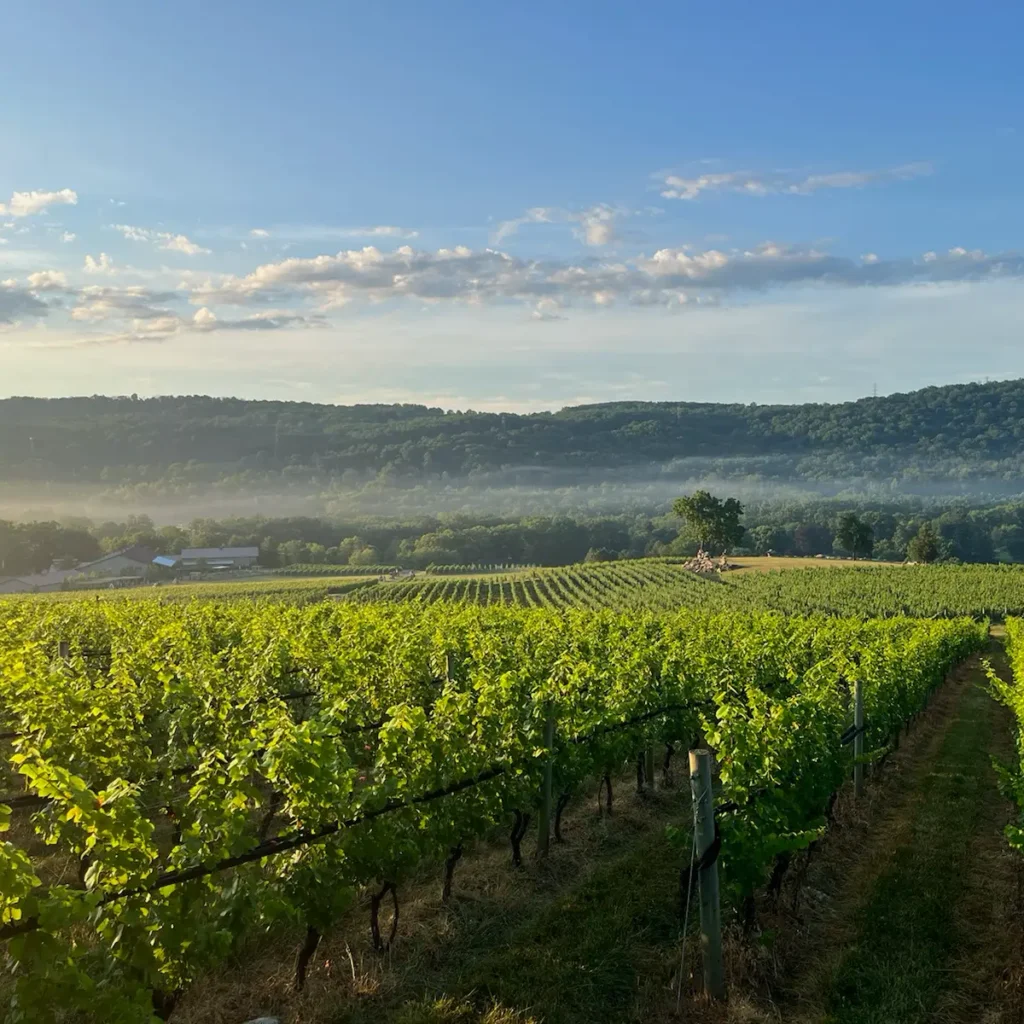 Home-page-still-vineyard-picture