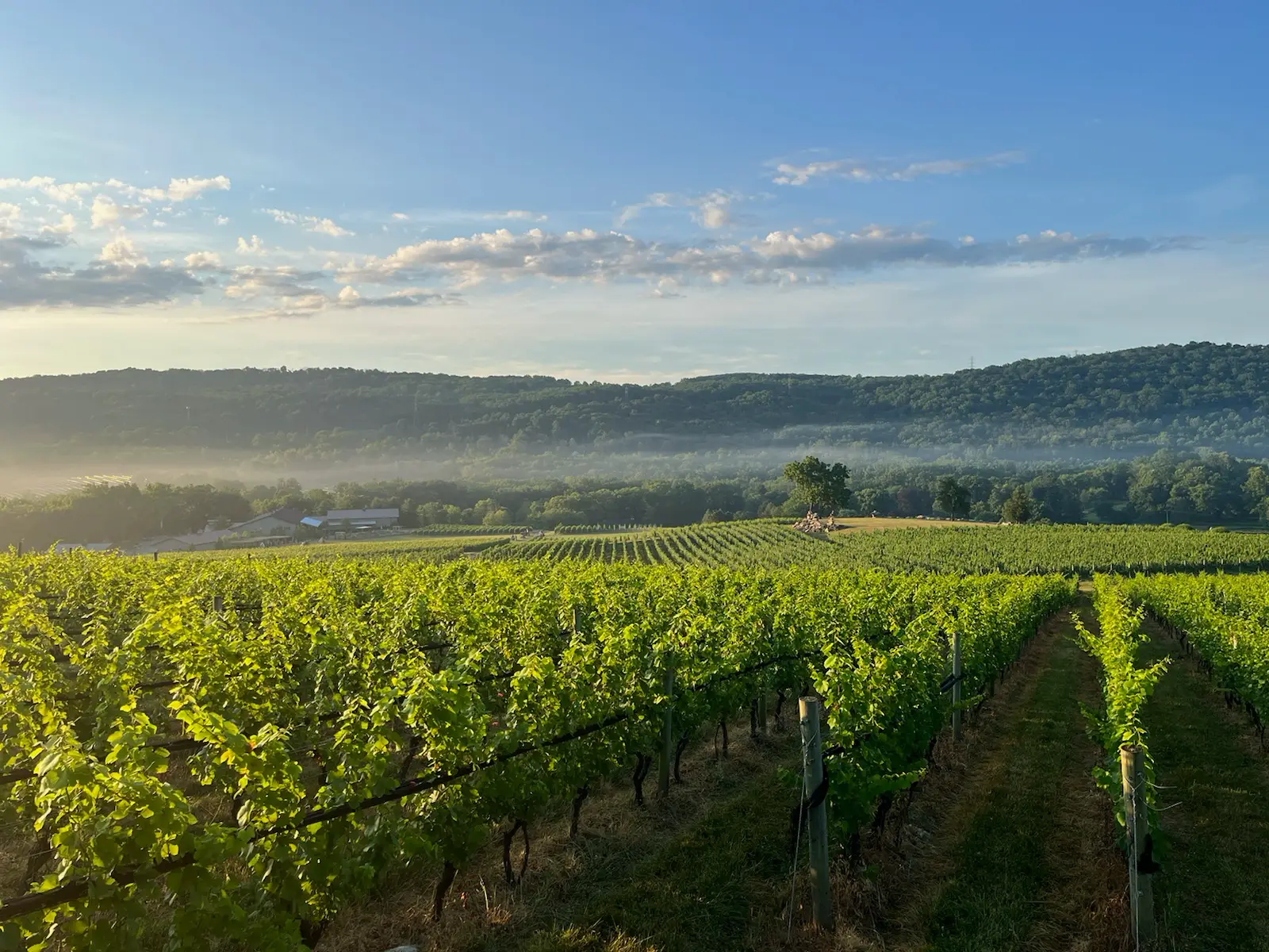 Home-page-still-vineyard-picture
