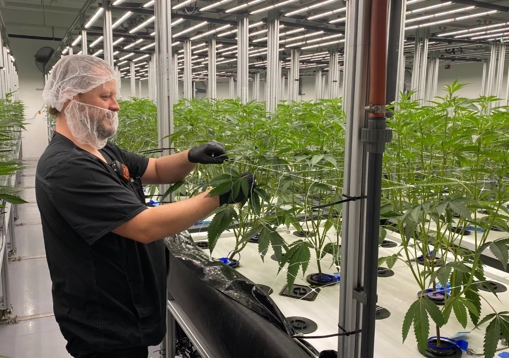 Rare-Co.-cultivation_-Michigan-_1_