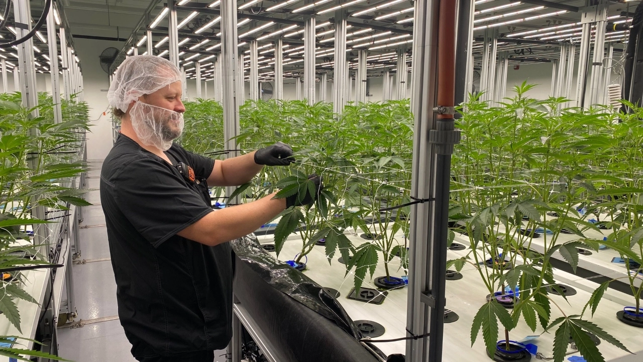 Rare-Co.-cultivation_-Michigan-_1_