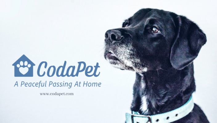 Compassion at Home: CodaPet Expands In-Home Pet Euthanasia Services in Vineland as New Jersey Continues Advancing Humane End-of-Life Care for Companion Animals
