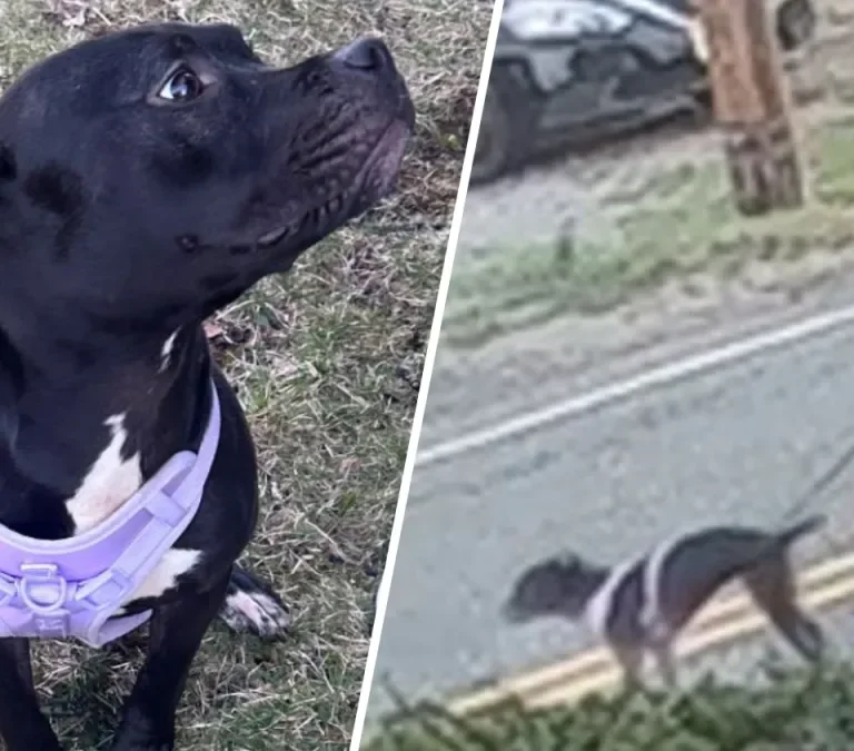 New Jersey Authorities and PETA Launch Major Public Appeal After Dog Abandonment in Hunterdon County as Rescued Pit Bull Finds New Home
