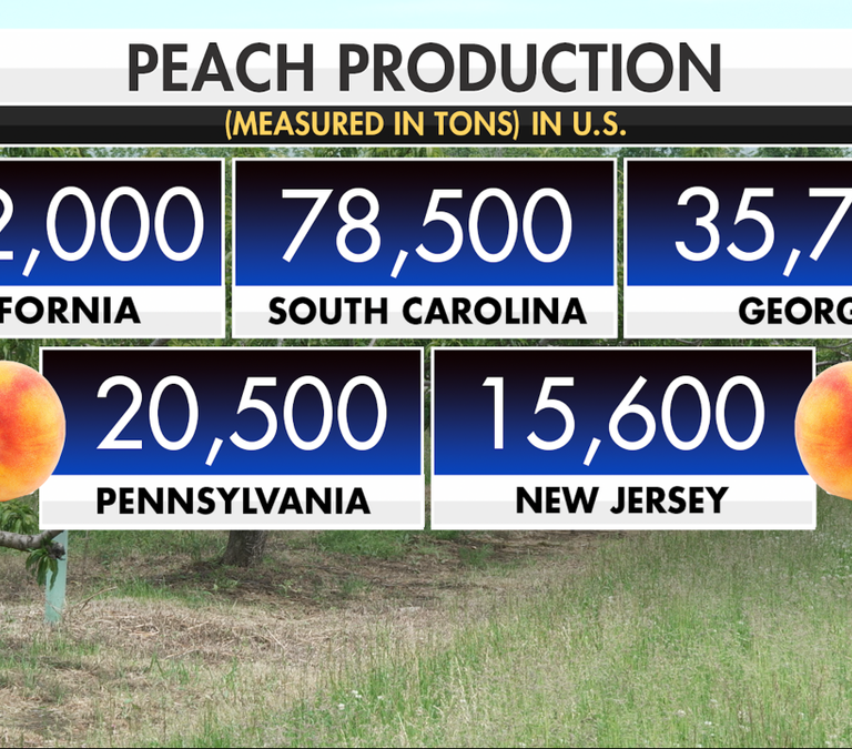 A Summer Without Peaches: How New Jersey’s Devastating Spring Weather Disaster Could Reshape the Garden State’s Agricultural Season