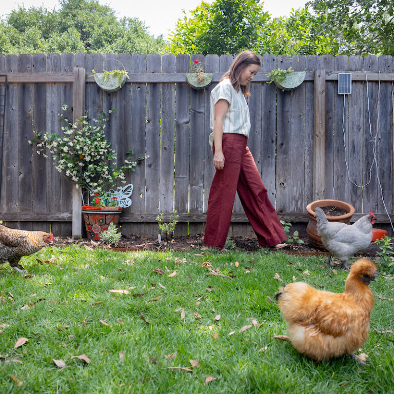Backyard Chickens or Neighborhood Conflict? Collingswood Residents Push for Hen Program as South Jersey Community Debates Sustainability, Property Rights, and Quality of Life