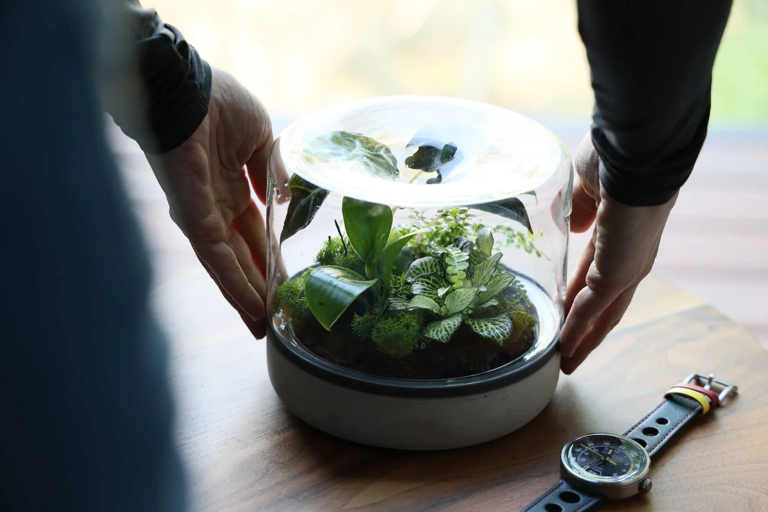 hands-on-Botanica-terrarium
