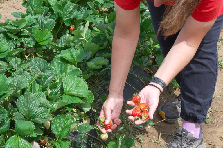New Jersey Farmers Face Challenging Season After Devastating Late Freeze Damages Crops Across the Garden State