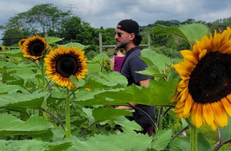 Lambertville Sunflower Festival Returns to Bellemont Farm for a Month of Golden Blooms