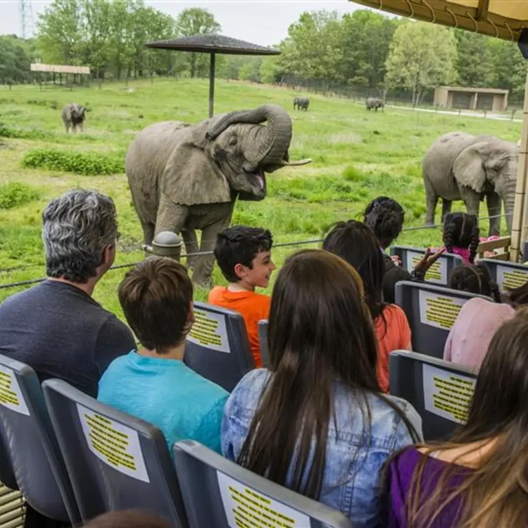Six Flags Great Adventure’s Wild Safari: What Visitors Should Know Before They Go