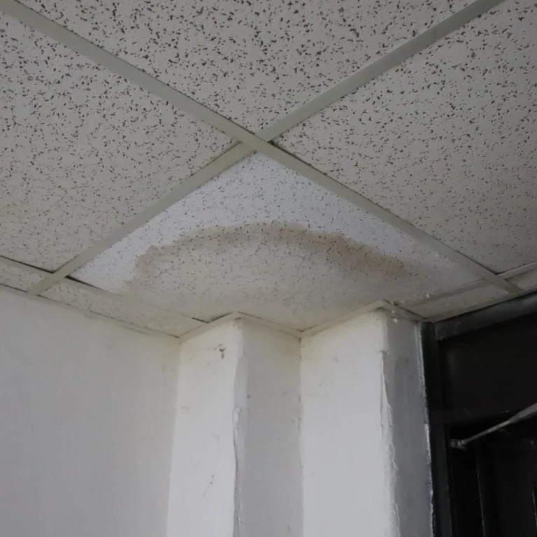 Mold Is Quietly Affecting One in Four American Homes, and New Jersey’s Climate Makes the Risk Even Greater