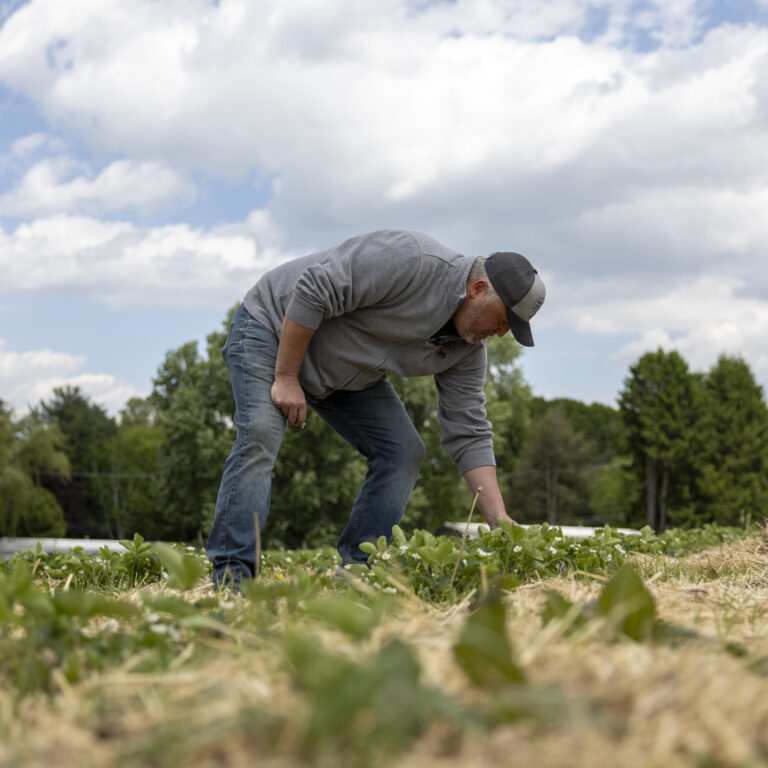 How a Four Day April Freeze Cost New Jersey Farms an Estimated $300 Million, and Why Shoppers Are Still Showing Up